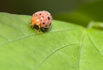 Large-spotted ladybird beetles ,they are carnivorous insects feeding on aphids