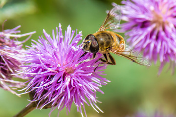 honey bee on a purple flower