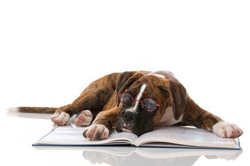 Welpe mit Buch