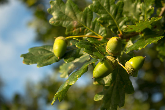 Oak branch with acorns.