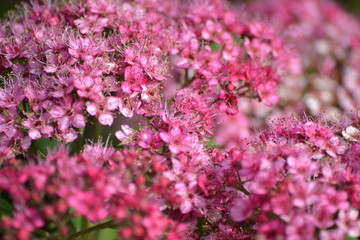 Petunia flowers