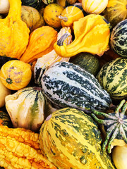 Colorful variety of gourds at the market