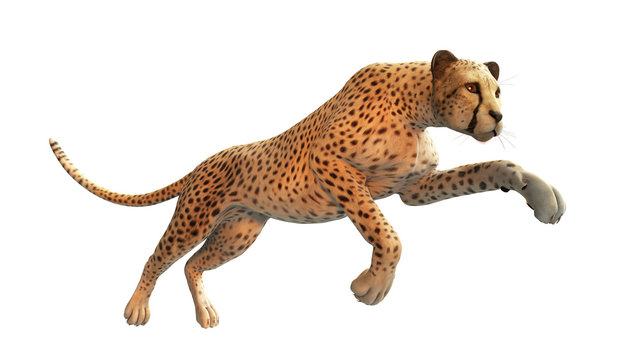Cheetah hunting, animal isolated on white background