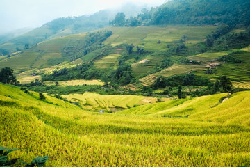 Fototapeta premium Rice fields on terraced in Sapa, Lao cai, Vietnam. 