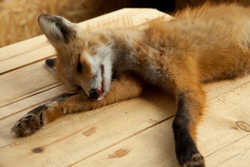 Dead fox - 91007691