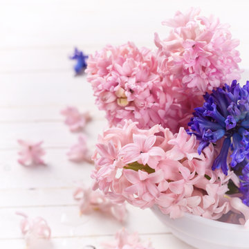 Hyacinths flowers  on white background