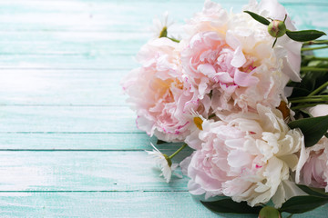 White  peonies flowers on turquoise wooden planks.