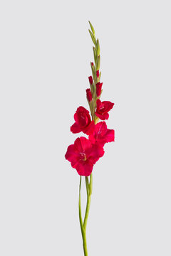 red gladiolus flower