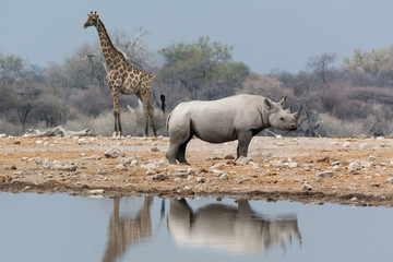 Giraffe und Nashorn am Wasserloch