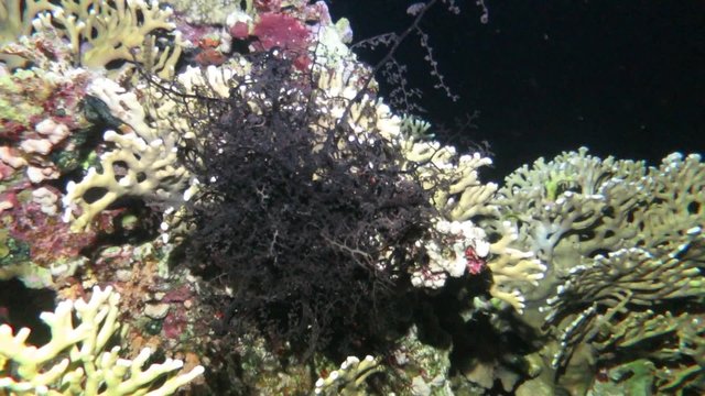 Gorgonenhaupt -Astroboa nuda