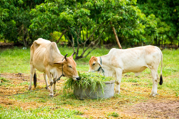 cow eating in the green garden