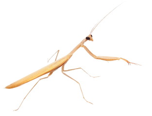 European mantis,  praying mantis, mantis religiosa isolated on white background, subspecies - Mantis religiosa macedonica