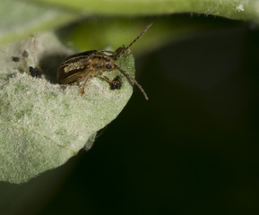 Schneeballblattkäfer (Pyrrhalta viburni) auf Blatt des Gewöhnlichen Schneeballs (Viburnum opulus), Mecklenburg-Vorpommern, Deutschland