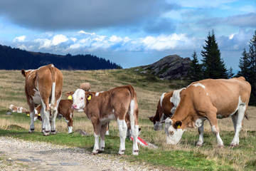 Fototapeta na wymiar Rinderfamilie auf der Almweide