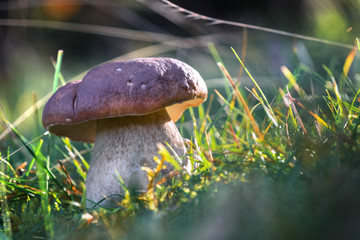 mushroom
