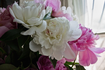 bouquet of white and pink peonies closeup