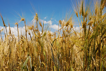 Obraz premium Wheat growing in a field closeup
