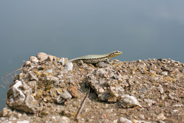 lucertola sopra un muretto