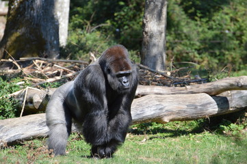 gorille