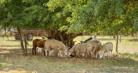 sheep in the shade