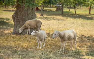 Obraz premium sheep in the shade