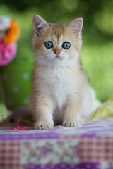 British kitten sitting on a blanket on a green background