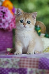 Cute kitten sitting on a colorful blanket surrounded by flowers