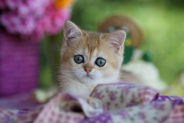 Cute kitten lying in a purple plaid