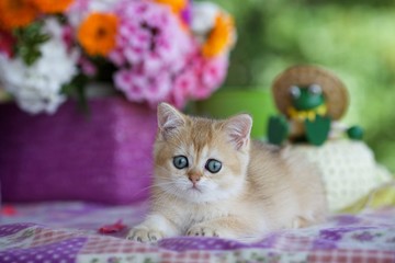 Little kitten lying on a purple blanket in the background of the bouquet of flowers