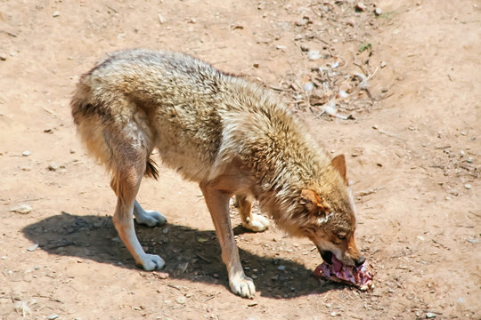 Wolf eats meat. The canines. Wildlife. Predator forests and steppes.
