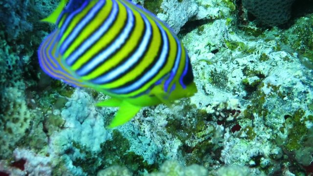 Pfauen-Kaiserfisch -Pygoplites diacanthus