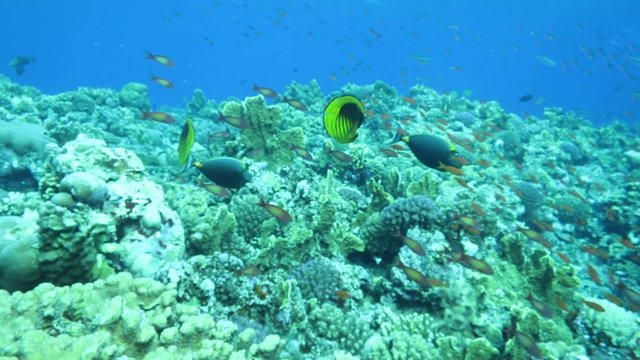 Tabak-Falterfisch - Chaetodon  fsciatus