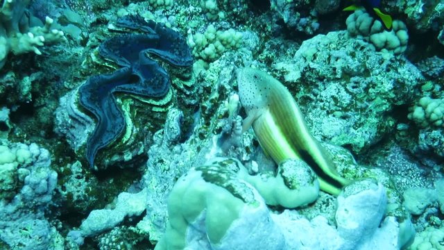 Forsters B&uuml;schelbarsch - Paracirrhites forsteri,
