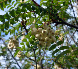Berries of white-fruited rowan (Sorbus glabrescens)