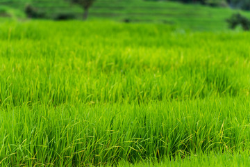 Rice Paddy Grains