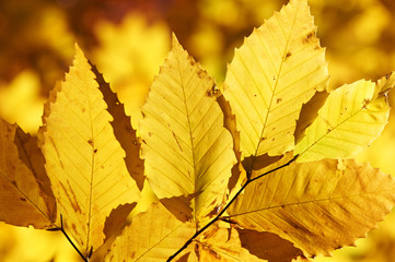 Autumn yellow leaves background