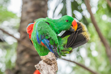 Eclectus parrot  male