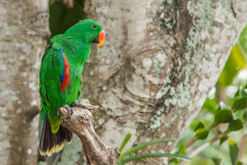 Eclectus parrot  male