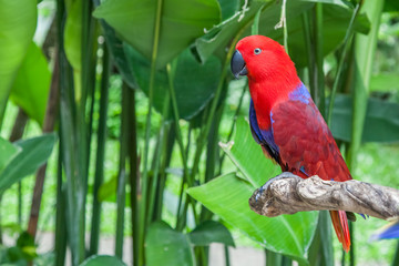 Eclectus parrot female