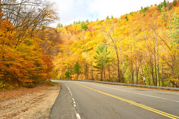Autumn scene with road