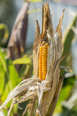 Ripe corn on the stalk in the field.