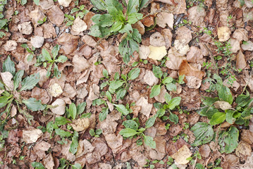 Autumn leaves on grass 