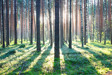 Sunrise in pine forest