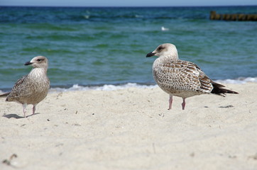 Möwe am Strand
