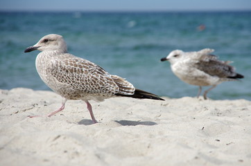 Möwe am Strand
