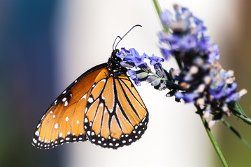 Monarch on Purple Flower
