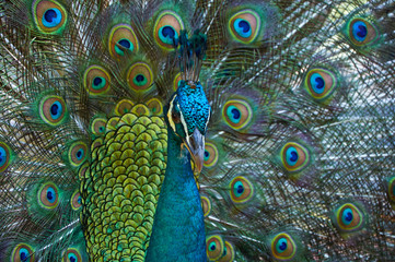 Obraz premium Peacock with beautiful colorful tail