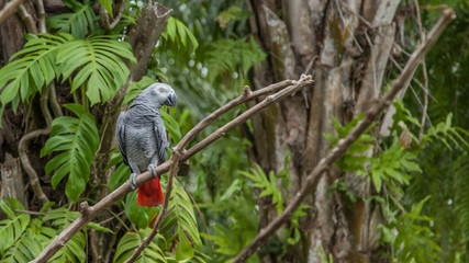 african grey parrot