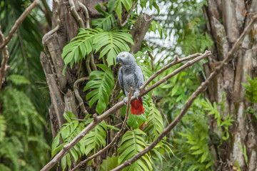 african grey parrot