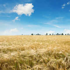 ripe wheat on a field